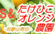 有田みかん・みかん果物産地直送お取り寄せ たけひこオレンジ農園